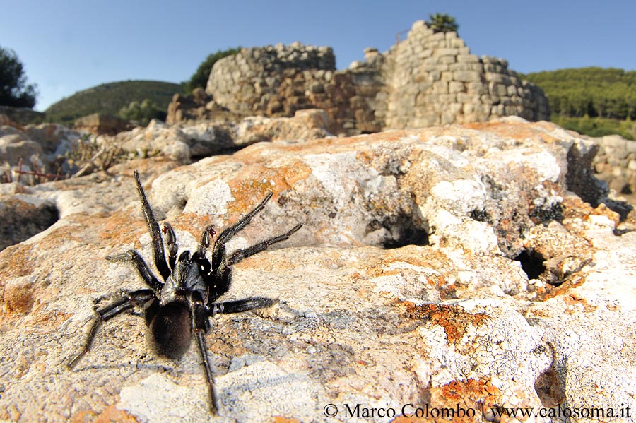 Amblyocarenum nuragicus, nuova specie di ragno botola